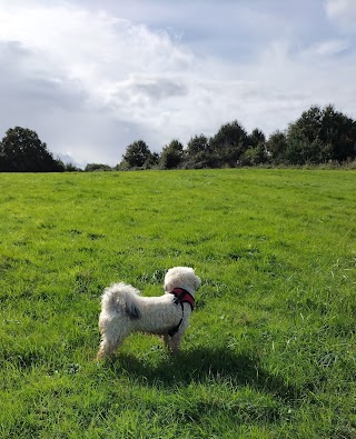 Alfie's Pals Dog Walking