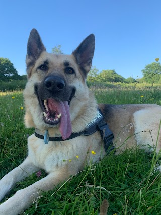 Orchard Kennels & Cattery