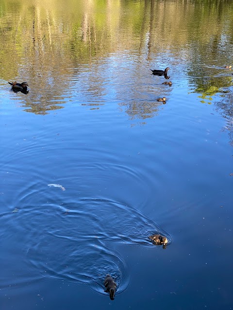 Forge Dam Park