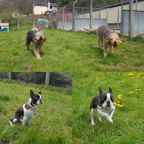 A L Y N Kennels And Cattery