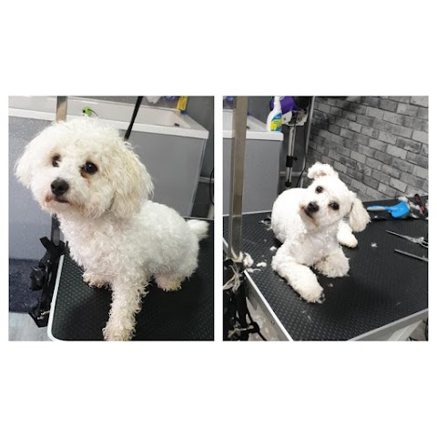 Barks & Bubbles Dog Grooming