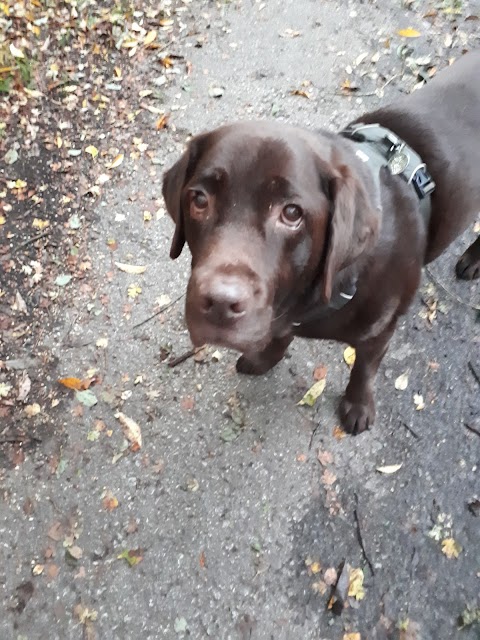 Itchy & Scratchy Dog Home Boarding & Walking