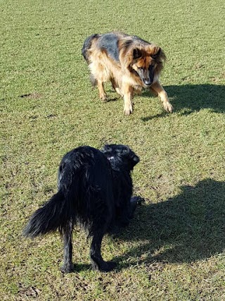 Happy Dogs