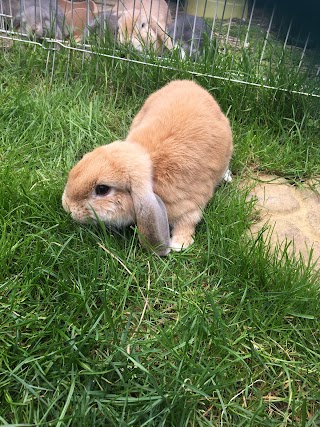 NKALKA Bunny & Guinea Pig Hotel