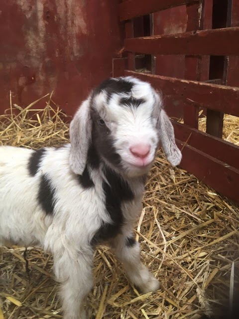 Broomey Croft Childrens Farm