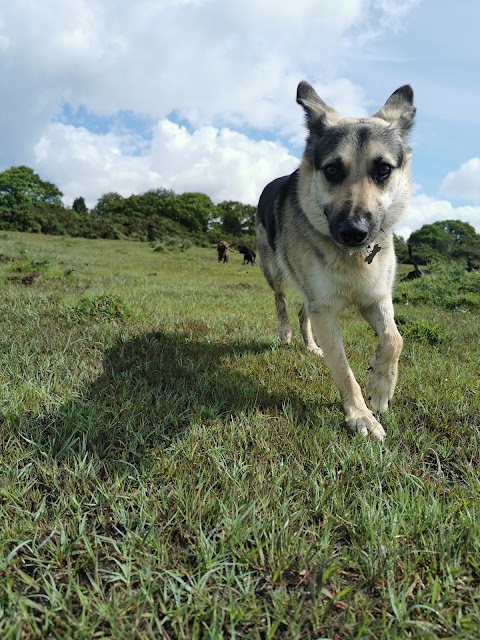 Forest Waves Dog Care