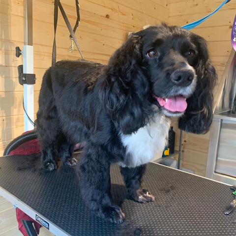 The Laundromutt Professional Dog Grooming