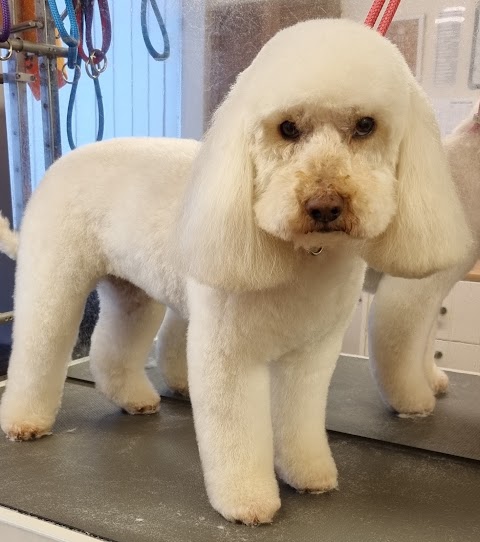 Canine Designs Professional Dog Grooming