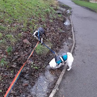 Armley dog walker