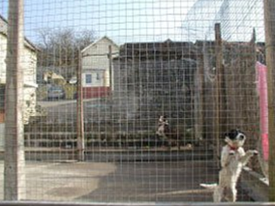 Fforest Boarding Kennels & Cattery Ltd