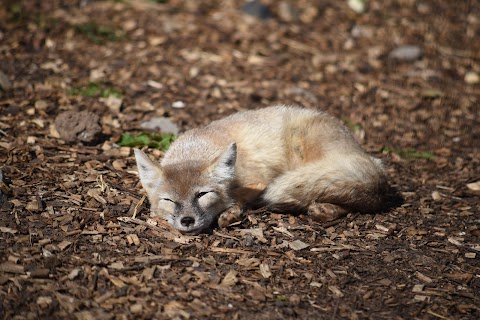 Greenacres Animal Park