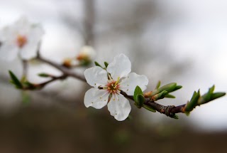 Shire Oak Park LNR