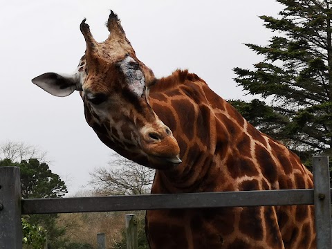 Paignton Zoo Environmental Park