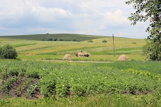 Вербицька ЗОШ І-ІІ ступенів