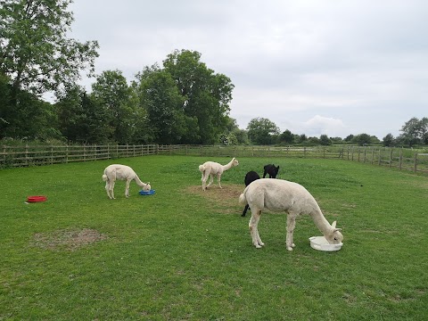 Ings Park Alpacas