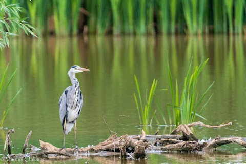 Attenborough Nature Reserve