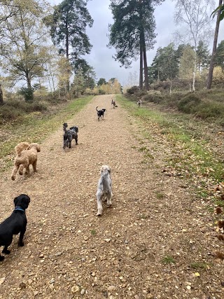 Ash Vale Dog Walking