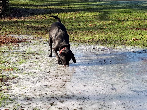 Waterlooville Woof Walks