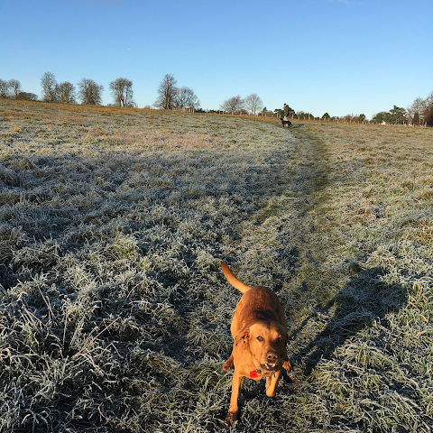 Paws for Walking