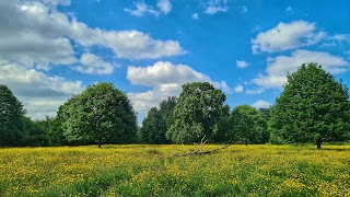 Lagan Meadows