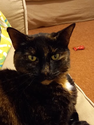 Pet Pals Boarding Cattery