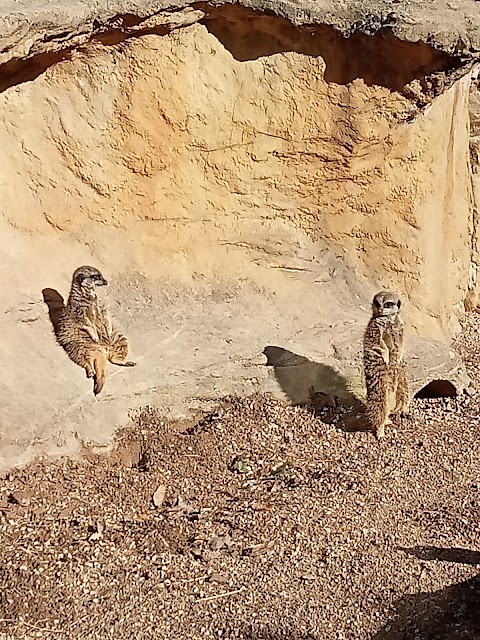 Meerkats