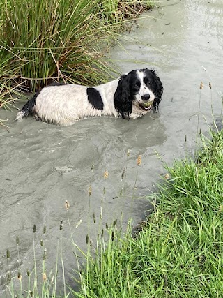 Muddy paws walks and pet services