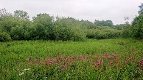 Jubilee Wood (Nature Reserve)