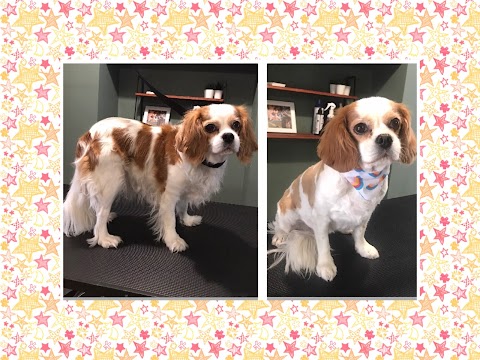 Perfect Paws Dog Grooming