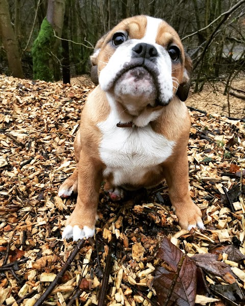 Muddy Walks Glasgow