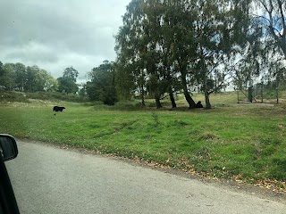 Tiger enclosure