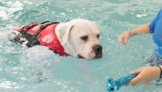 High Lane Hydrotherapy Ltd - Canine Services