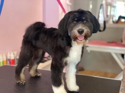 Dazzling Dogs Grooming Salon