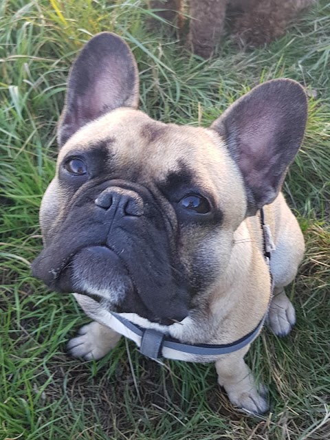 Henry's Walking Pals