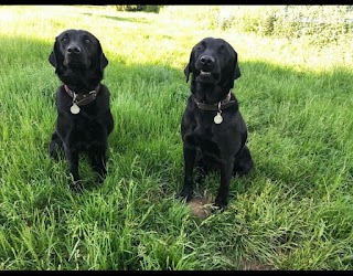 Chase Boarding Kennels