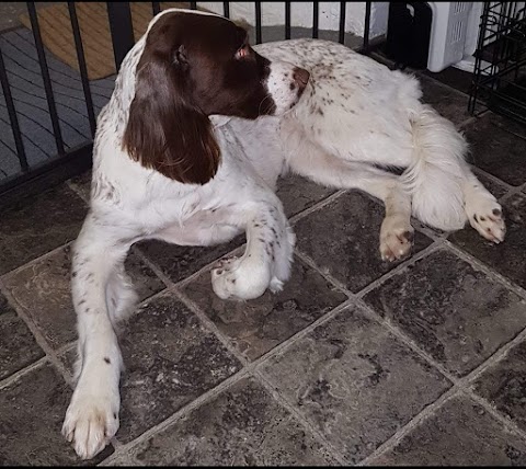 Little and Large Dog Grooming