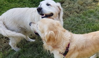 'Walkies' Leicester Dog Walking (South Charnwood)