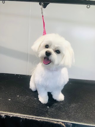 Pawstars Dog Groomers -City & Guilds 3 Qualified