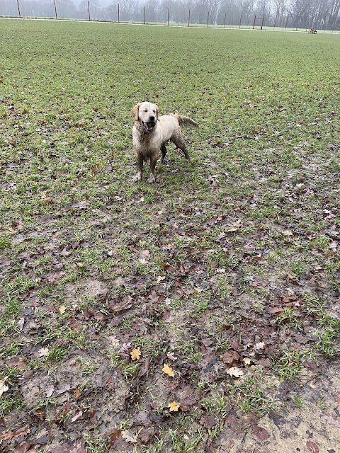 Paw Paddock - Wickham