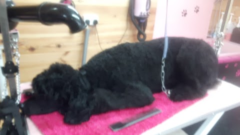 Suds N Scissors Dog Grooming by Salina