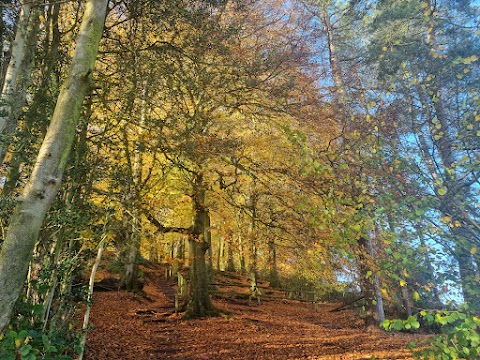 Nimmings Wood National Trust Car Park