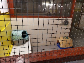 Kittochside Country Cattery