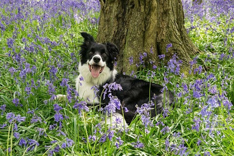 Northampton Dog Walker