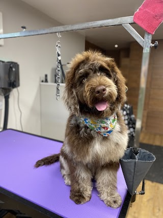 Grange Dog Grooming