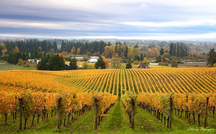 Sokol Blosser Winery, Dayton, OR