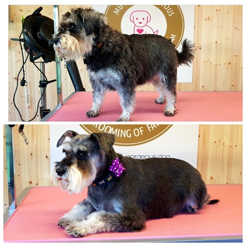 Mutterly Gorgeous - Dog grooming of Farnham