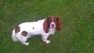 Buddywalks Dog walking & Pet Services Southampton