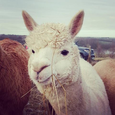 Posey Pacas Alpacas