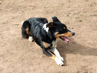 Antrim Dog Park