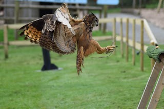 South Coast Falconry